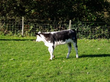Calf